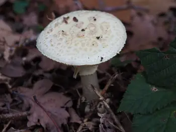 Vagevuurbos an Lippensgoed-Bulskampveld (Belgium)